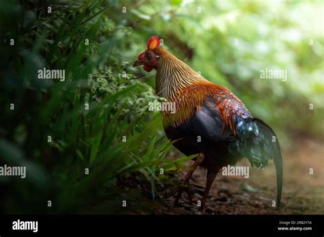 Endemic Birds Of Sri Lanka Hi Res Stock Photography And Images Alamy