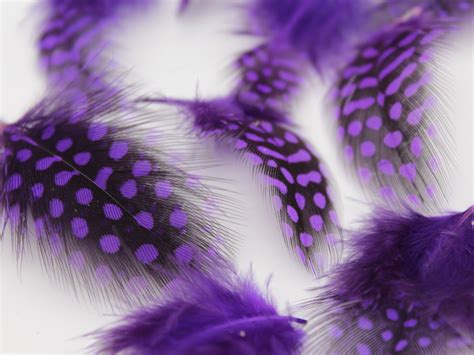 Purple Guinea Fowl Plumage Feathers – Feather Buy