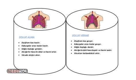 Solunum Sistemi Eduhol Etkinlik Ndir Oyun Oyna Test Z Video Zle
