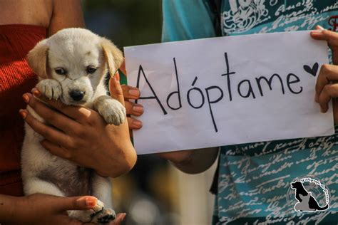 Por que las rescatistas de perros piden tantos requisitos para adopción