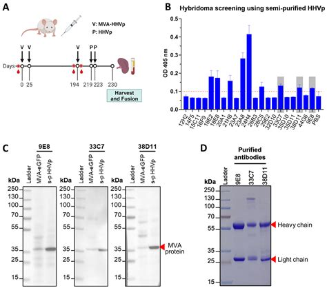 A Novel Monoclonal Antibody Against a Modified Vaccinia Ankara (MVA