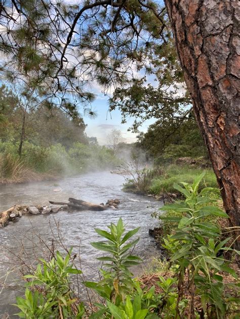 Bosque De La Primavera Jalisco México Bosque