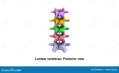 Lumbar Vertebrae Lateral View Stock Photo CartoonDealer 81729222