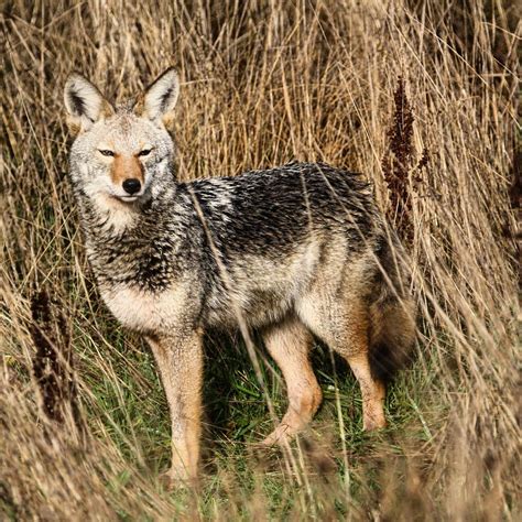 Coyote I Photographed In Western Washington State Today 🐺 Rcoyote