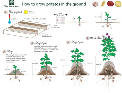 Gardening Infographics Growing Potatoes Fall Garden Vegetables