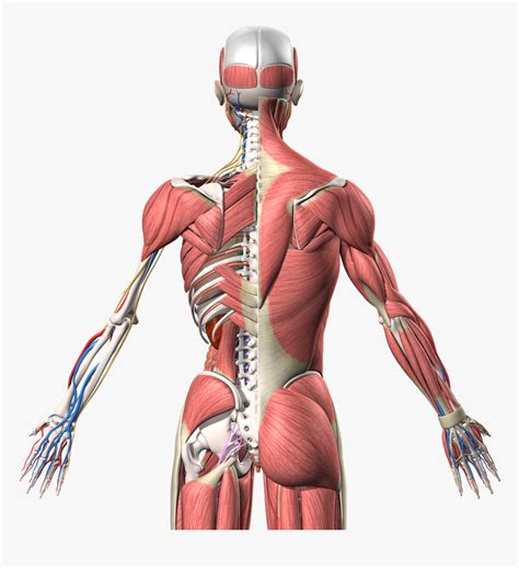 Human Anatomy 3d Model Hd Png Download Kindpng