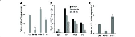 JEV induced IFN β mRNA expression in human microglial cells CHME3