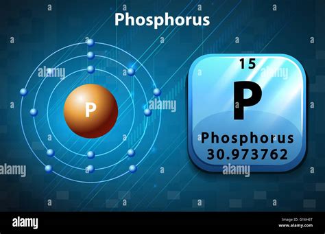 Flashcard of phosphorus atom illustration Stock Vector Art ...