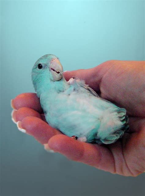 2 new adorable handfed baby parrotlets available. They are sisters. They are about 8 weeks old ...