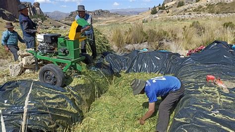 Proyecto Bovino Huanca Sancos garantiza alimentación de ganado