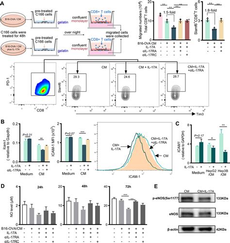 Effect Of IL 17A On Tumor Conditioned Endothelial Cells A Experimental