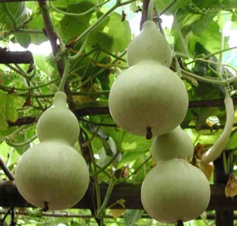 Rare Chinese Bottle Gourd Upo Vegetable Seeds 5 Seeds Basic Farm