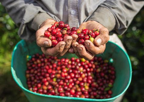 La Producción De Café De Colombia Cayó Un 25 En Abril