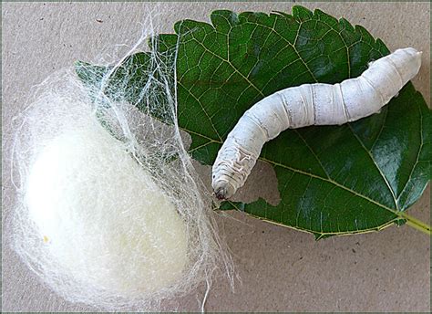 Silkworm And Cocoon Flickr Photo Sharing