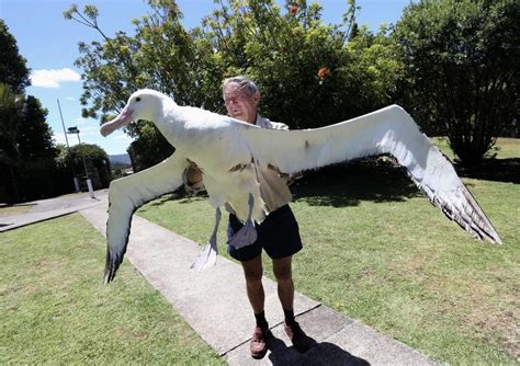 This Absolute Unit Of A Wandering Albatross The Largest Living Flying