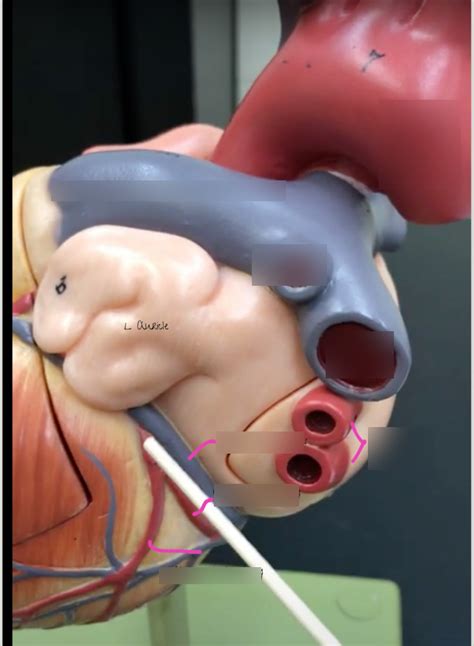 Heart Veins Of The Left Side Diagram Quizlet