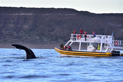 Tutor Negociar Reafirmar Epoca De Ballenas En Puerto Madryn En Honor