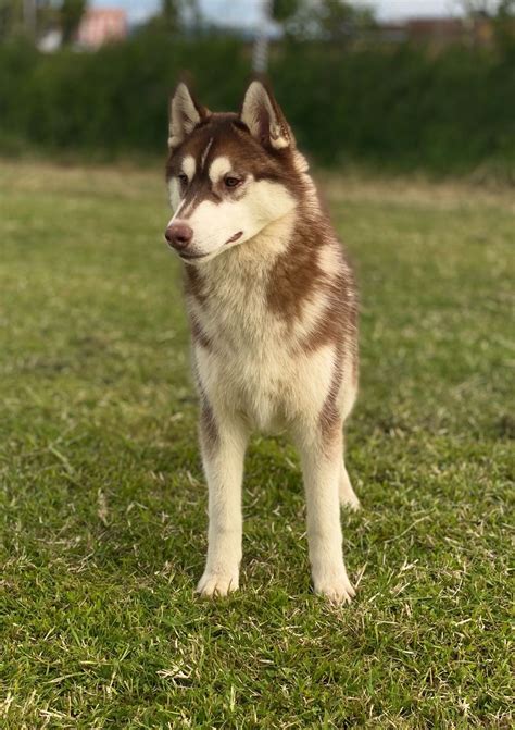 Venta De Cachorros Husky Siberiano Manto Rojo El Mejor Criadero