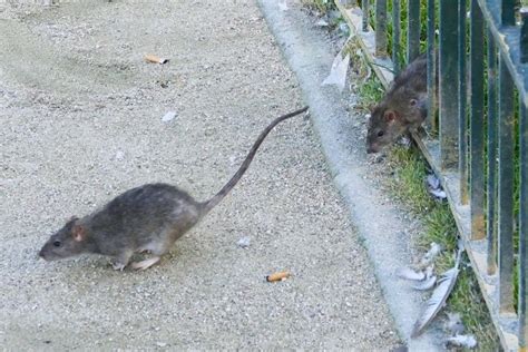 Paris Les Rats Ont Envahi Le Quartier Des Batignolles Valeurs Actuelles