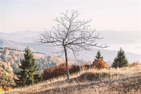 Picturesque Autumn Mountains With Naked Tree Our Beautiful Wall Art And