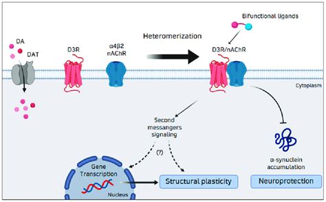 Representation of the heteromerization between the D3R and the α4β2