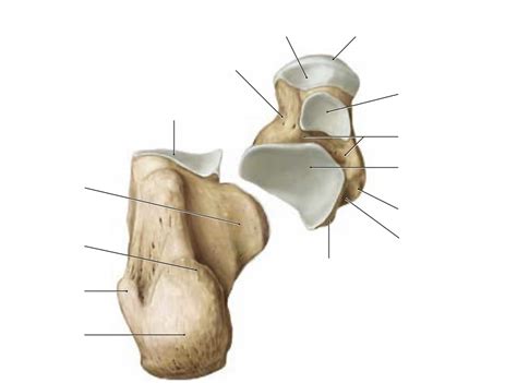 Talus And Calcaneus Plantar View Diagram Quizlet