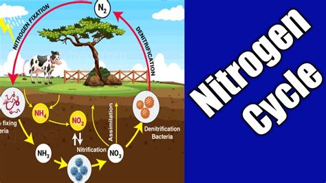 Nitrogen Cyclenitrogen Fixationammonification Nitrogen Assimilation