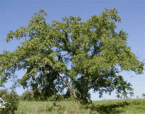 Butternut (Juglans cinerea) - Great Plains Nursery