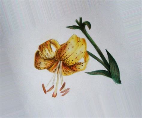 Красивые цветы картинки нарисованные » DreemPics.com - картинки и ...