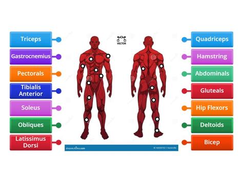 Muscular System Labelled Diagram