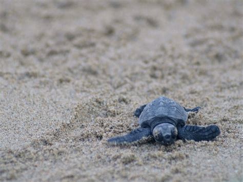 Sono Nate Le Tartarughe Di Fondi Lo Spettacolo Della Natura In Diretta