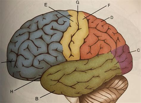 Cerebrum Diagram Quizlet