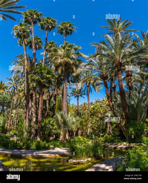 Palm and succulent garden Huerto del Cura in Elche, Spain Stock Photo - Alamy