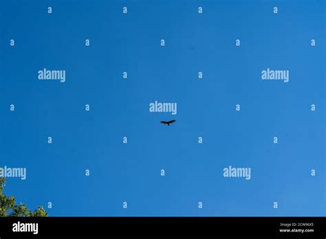A Hawk Flying Through A Clear Blue Sky Stock Photo Alamy