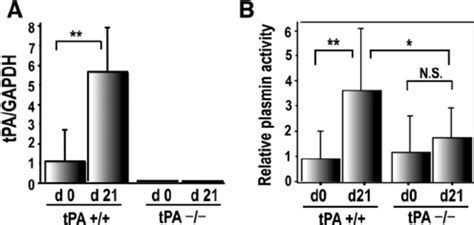 Levels Of Tissue Type Plasminogen Activator Tpa Mrna Expression And Download Scientific