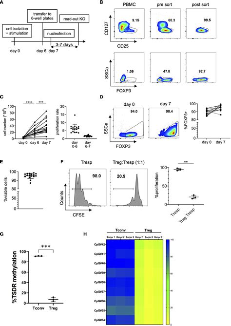 Frontiers Fast And Efficient Genome Editing Of Human Foxp3