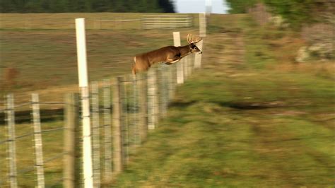 The Private Life Of Deer Clearing Fences Nature Pbs