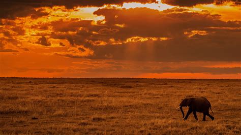 Elephant Savanna Sunset Nature Africa Africa African Grassland