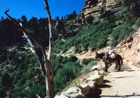 15 Best Things To Do In The Grand Canyon In 2023 Anna Maria Mules Site