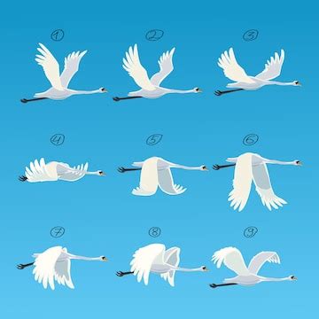 Premium Vector | Swan animation Bird animation nine key frames Swanes ...