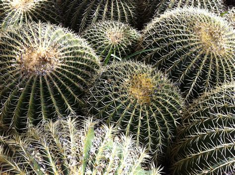 Fotos Gratis Paisaje Cactus Desierto Flor Escénico Botánica