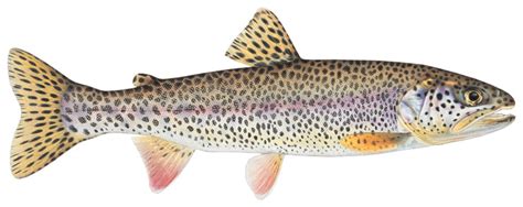 Coastal Cutthroat Trout – Western Native Trout Initiative