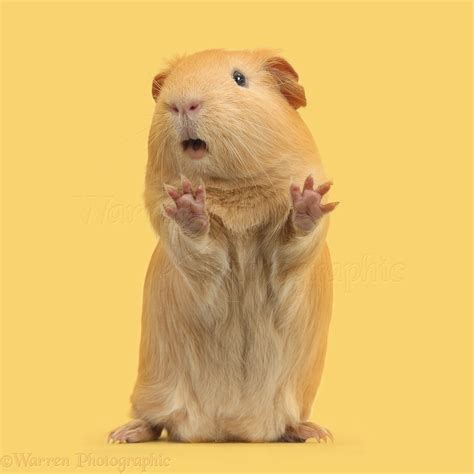 Yellow Guinea pig standing up and squeaking photo WP42226