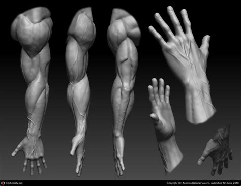 Arm Reference Anatomy Images