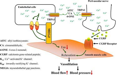 Frontiers Transient Receptor Potential Ankyrin Type 1 Channels As A