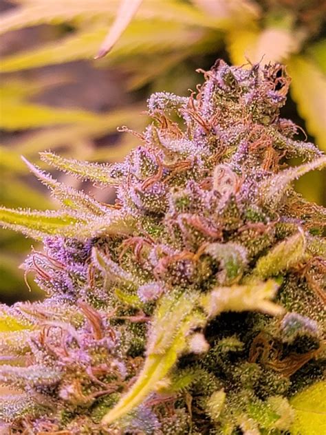 Grandmommy Purple Fem Seeds For Sale Strain Information And Customer Reviews Herbies Seeds