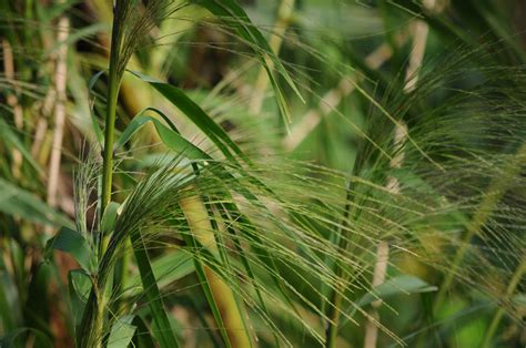 Thysanolaena Latifolia Poaceae