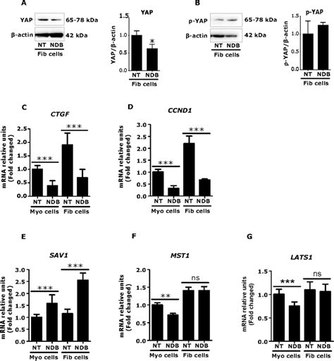 Nintedanib Ndb Treatment Alters Hippo Pathway In Fibroid Cells Human