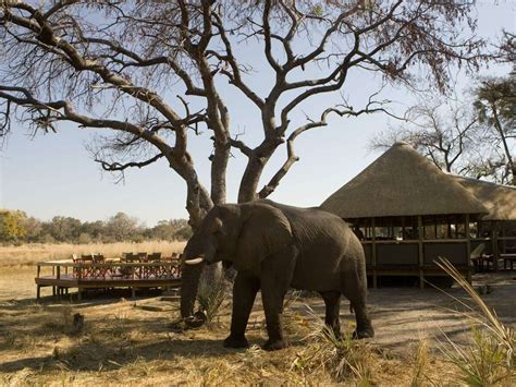 Wildlife safaris in Botswana | Expert Africa