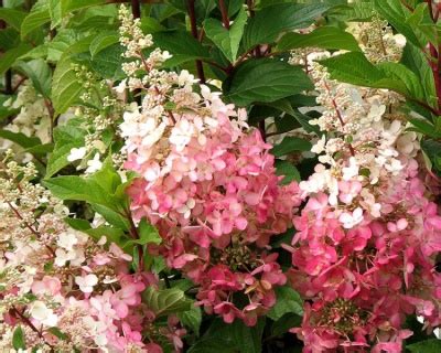 Гортензия саженцы в горшках купить в Бресте и с доставкой почтой |VERESK